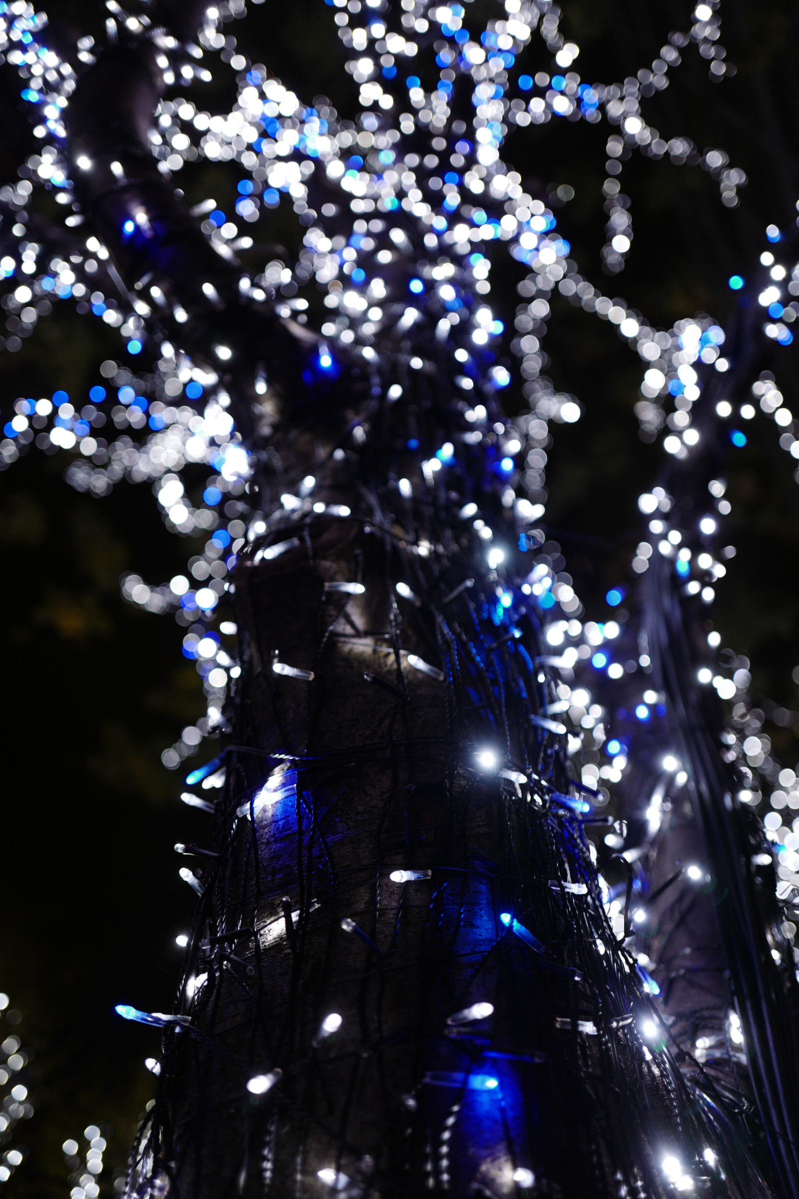 Japonsko, noc, větev, modrý, Vánoční strom, Vánoční osvětlení, Leica, Tokio, jp, světlo, strom, květ, keyakizaka, summilux, leicaq, summilux1728, q, 1728, ropponngi, vánoční dekorace