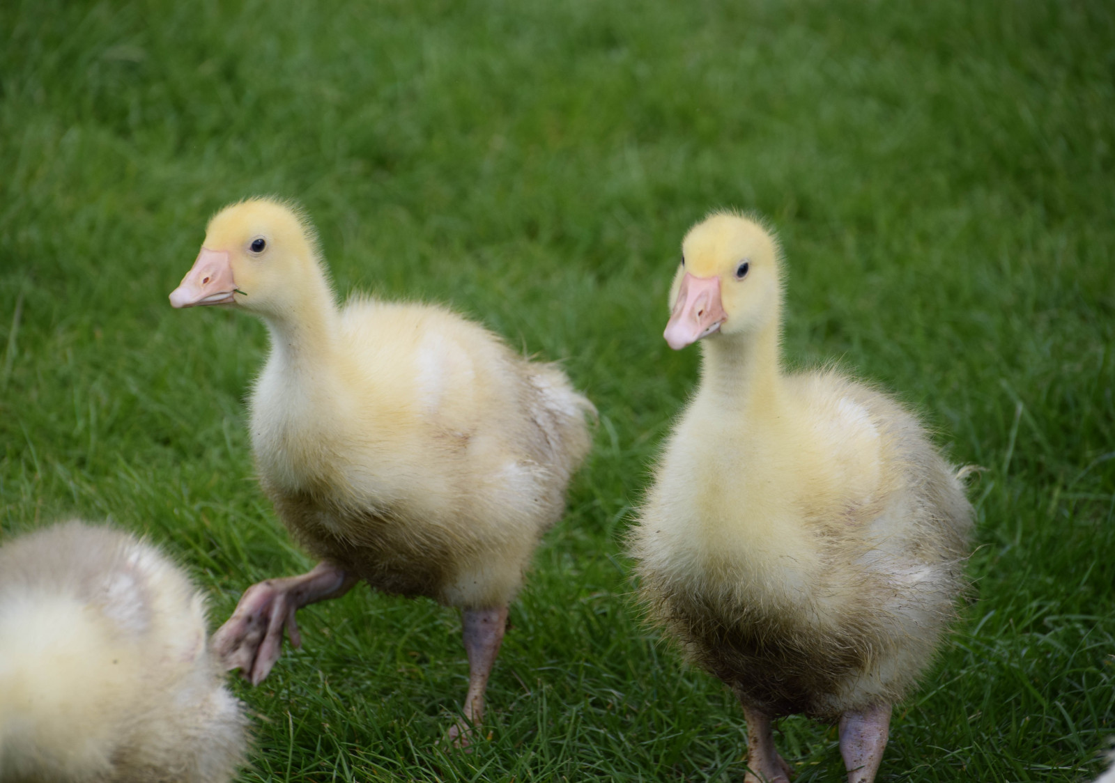 Příroda, nebe, Volně žijících živočichů, kachna, Švédsko, husa, zobák, Sverige, venkovní, pták, Kachny, sk nel n, se, nebe, sk ne, venkov, landsbygd, hallong rden, bodarp, silnice, house, g sslingar, křídlo, fauna, vodní ptáci, obratlovců, vodní pták, kachen, hus a labutě, drůbež