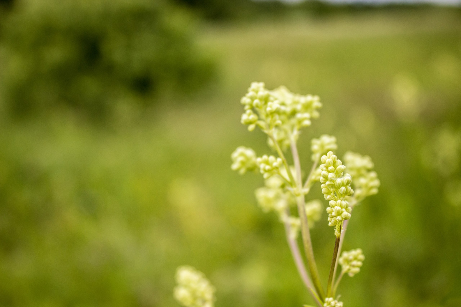 อาหาร, ธรรมชาติ, หญ้า, พืช, แมโคร, สาขา, สีเขียว, เบ่งบาน, สมุนไพร, ใบไม้, ดอกไม้, ปลูก, พืช, ทุ่งหญ้า, ดอกไม้ป่า, ผลิต, โรงงานที่ดิน, พืชดอก, ไม้พุ่ม, การถ่ายภาพมาโคร, ครอบครัวหญ้า, ผักชีฝรั่งวัว, anthriscus, ครอบครัวผักชีฝรั่ง, apiales, meadowsweet