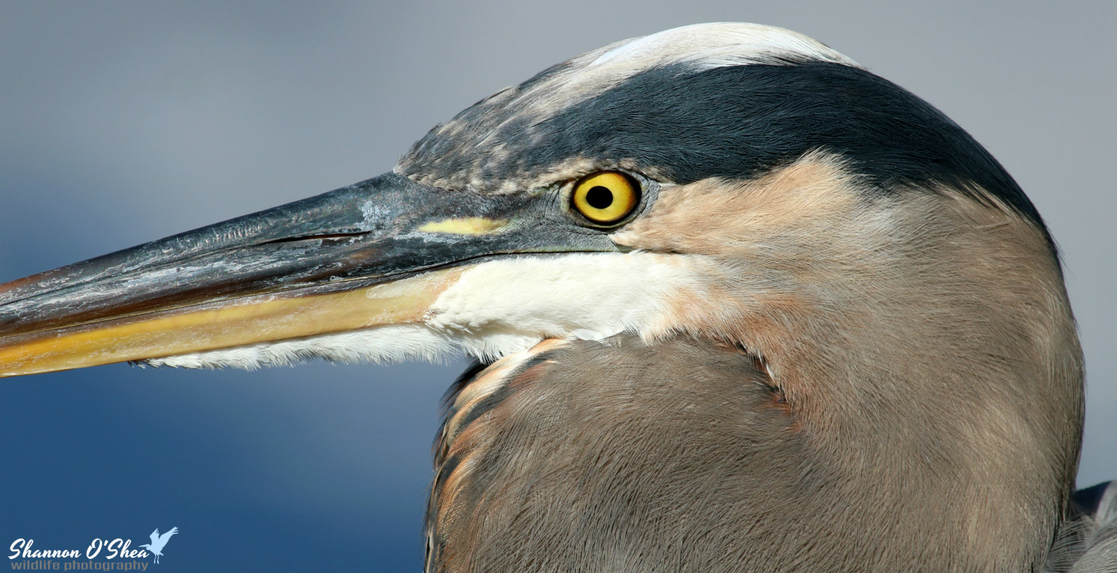 Příroda, venku, profil, peří, detailní, modrý, Volně žijících živočichů, Kánon, zobák, Florida, Orlando, flickr, venkovní, pták, greatblueheron, volavka, Pírko, křídlo, krk, fauna, vodní ptáci, shannonroseoshea, Gatorland, zblízka, Veslonozí, yelloweye, shannonosheawildlifephotography, shannonoshea, Shannon, wwwflickrcomphotosshannonroseoshea, canoneosrebelt6i, canont6i, canonrebelt6i, eost6i, eosrebelt6i, rebelt6i, t6i, canon100400mm14556lis, alligatorbreedingmarshandwadingbirdrookery, zelená volavka, modrá ocel