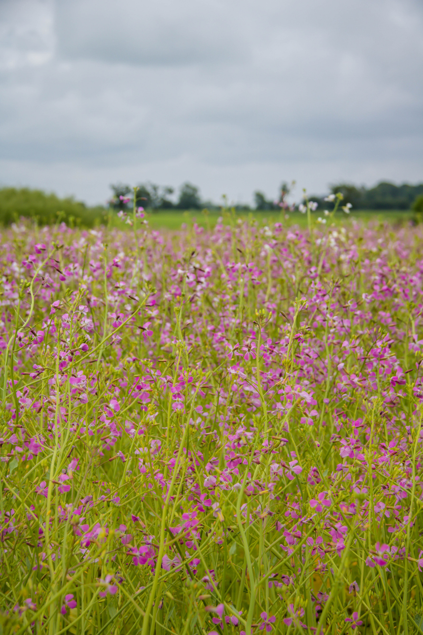 květiny, tráva, pole, růžový, step, květ, lučina, rostlina, flóra, blommor, pastvina, f lt, s dersl tt, exif modelu canoneos760d, Kamera aby kánon, Model fotoaparátu canoneos760d, geolocation, EXIF čočka efs18200mmf3556is, exif aby kánon, EXIF isospeed 100, EXIF otvor 71, exif focallength 60mm, rosa, woodcranesbill, geraniumsylvaticum, midsommarblomster, woodlandgeranium, louka, prostý, divoká rostlina, trávník, prérie, místo výskytu, přírodní prostředí, suchozemská rostlina, kvetoucí rostlina, ekosystém, tráva rodina