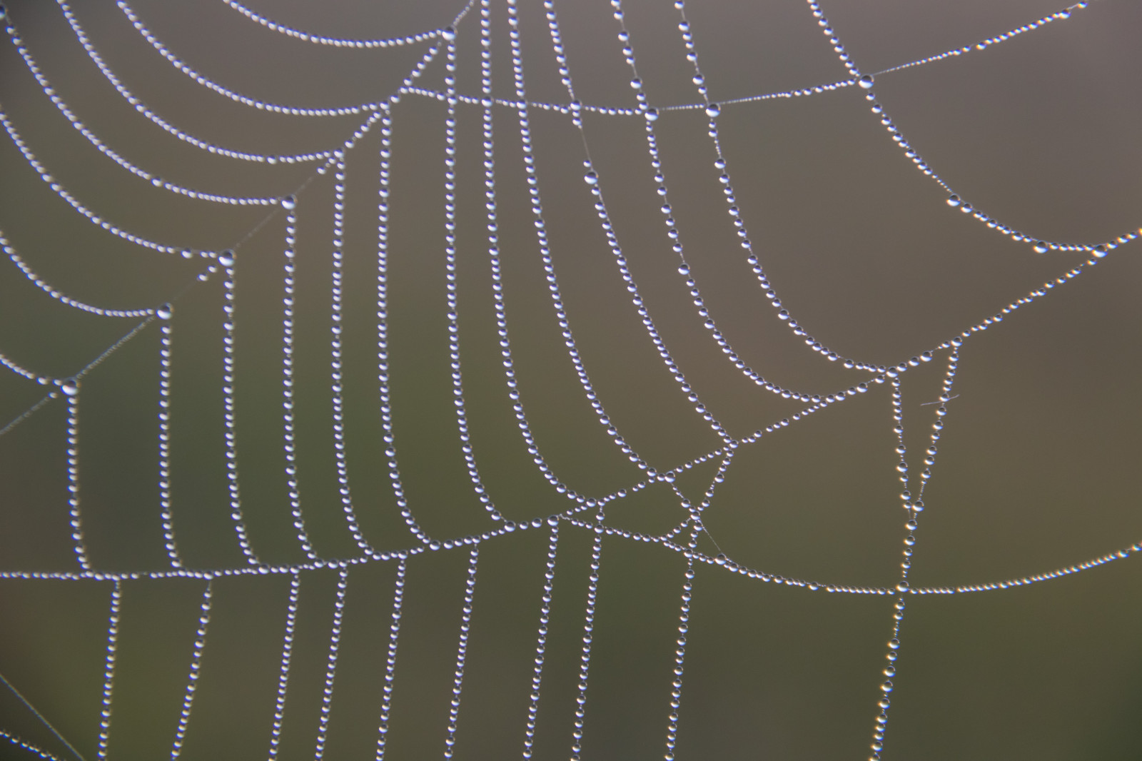 water, spider, dew, Arachnid, web, net, droplets, vatten, spindeln t, material, line, exif model canoneos760d, geocountry, camera make canon, geocity, camera model canoneos760d, geostate, geolocation, exif lens efs18200mmf3556is, exif aperture 56, exif make canon, exif focallength 145mm, dagg, exif isospeed 500, bn t, droppar, wing, fauna, invertebrate, moisture, arthropod, spider web