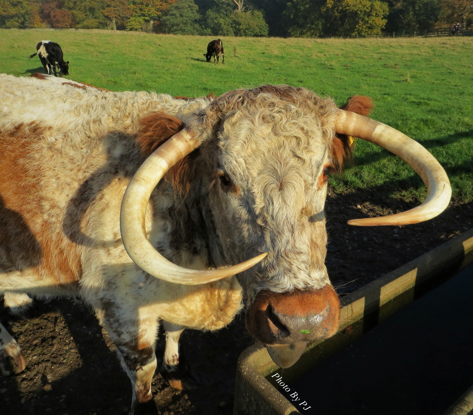 vand, græs, Mark, horn, dyreliv, gård, britisk, Tyr, husdyr, tunge, køer, græs, drikke, krøllet, horn, snude, kvæg som pattedyr, okse, ko ged familie, malkeko, texas longhorn, trug, longhorn