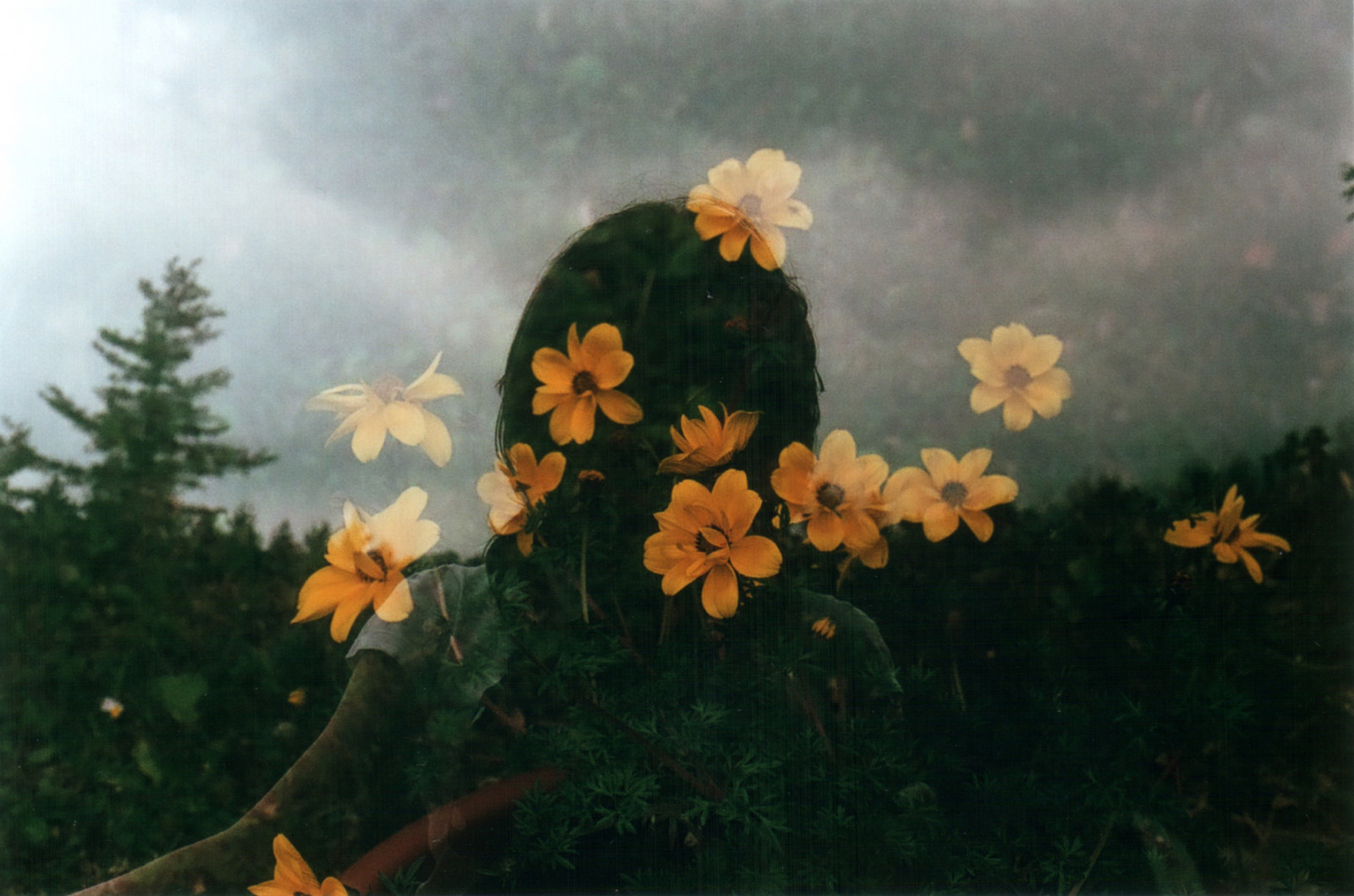 slunečnímu záření, krajina, malování, nebe, žlutý, ráno, jaro, expozice, strom, podzim, list, květ, sestra, rostlina, flóra, dvojnásobek, analogový, fuji, film, okvětní lístek, filmisnotdead, Superia, divoká rostlina, počítač tapeta, stálý život, zátiší fotografování