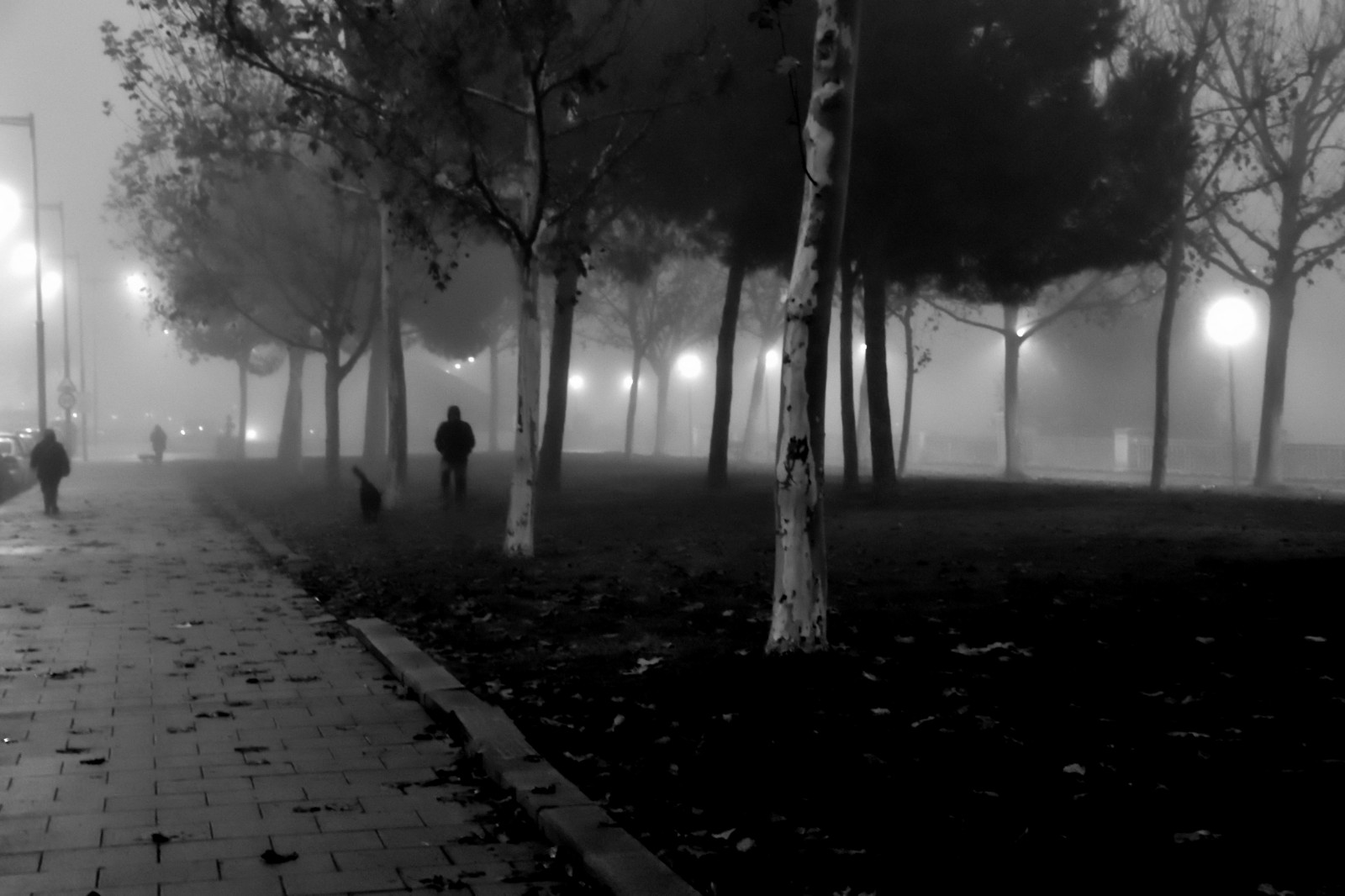 sollys, monokrom, nat, sne, vinter, regn, morgen, tåge, atmosfære, Nikon, Fryser, Niebla, lys, sort og hvid, træ, tåget, tåge, vejr, bw, D5500, mørke, noiretblanc, blancoynegro, atmosfærisk fænomen, sort og hvid, monokrom fotografering, 7dwf, Lleida, Boira