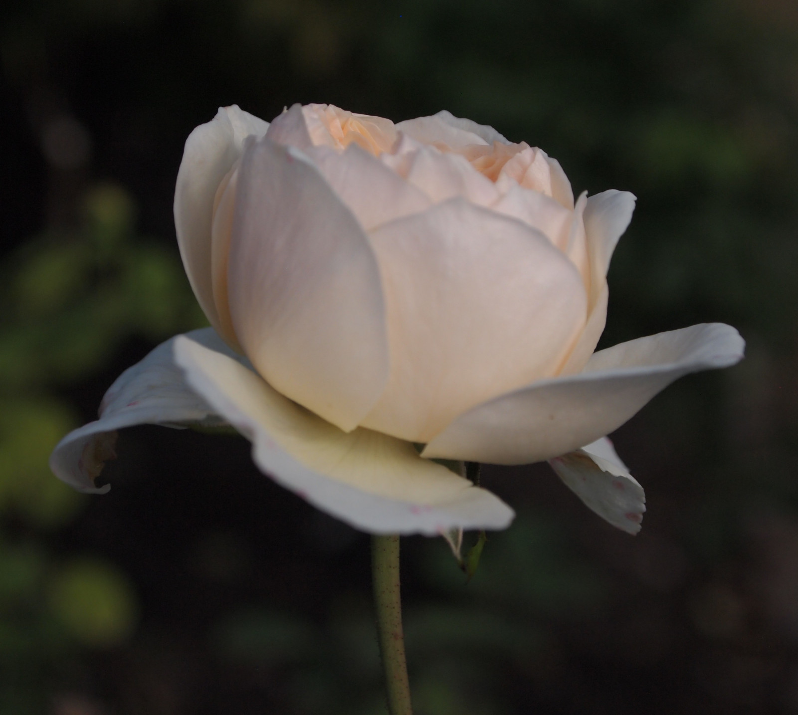 luce del sole, bianca, fiori, natura, inverno, fotografia, Inghilterra, petali, rosa, fiorire, primavera, Alessandro, Sussex, Ekaterina, fiore, pianta, fioritura, flora, germoglio, Rose, petalo, immagini, Fiore di campo, sfondo del computer, pianta fiorita, avvicinamento, staminali vegetali, rose da giardino, famiglia di rosa, ordine di rosa, floribunda, Rosa centifolia, gardenia, China rose