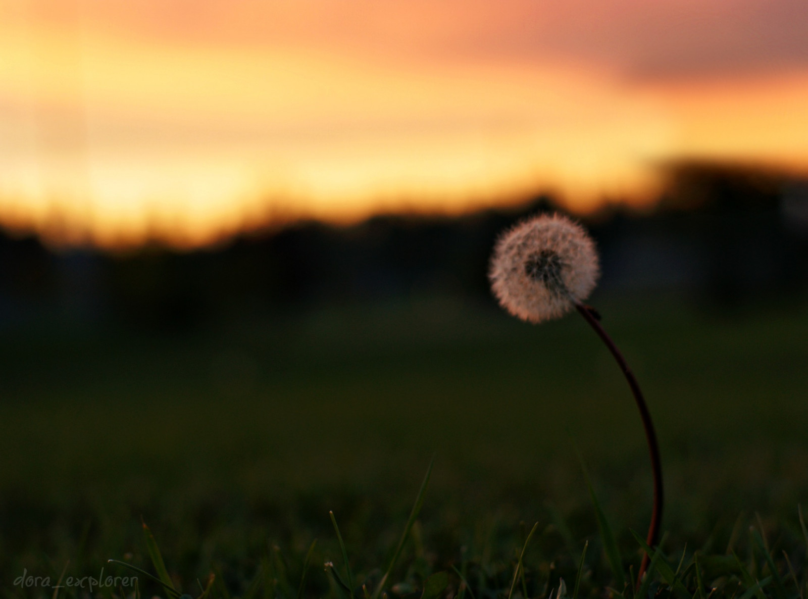 slunečnímu záření, západ slunce, Příroda, odraz, tráva, nebe, pole, svítání, večer, ráno, slunce, horizont, soumrak, pampeliška, mrak, podzim, list, květ, svítání, lučina, rostlina, HBW, poslední světlo, louka, prostý, project365, prérie, atmosférický jev, suchozemská rostlina, kvetoucí rostlina, makro fotografie, tráva rodina, daisy rodina, doraexplorer