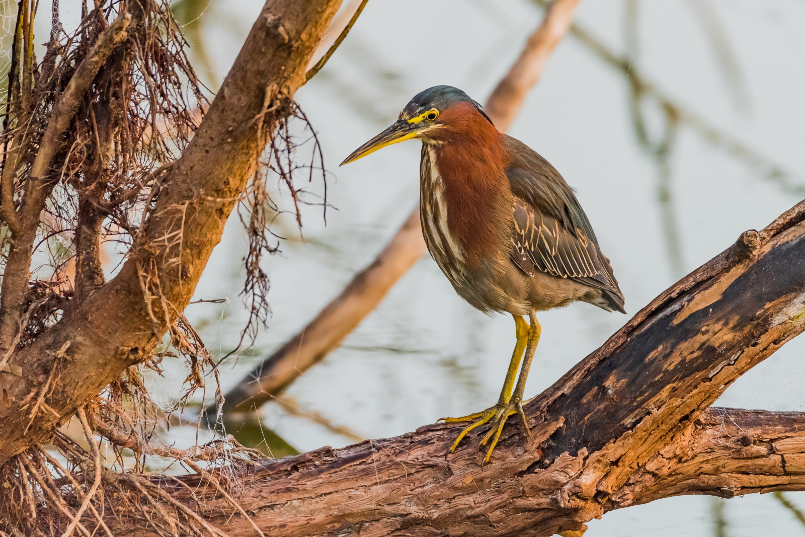 ptactvo, Příroda, venku, větev, Volně žijících živočichů, zobák, Florida, pták, pozorování ptáků, červenka, venicerookery, hnízdiště ptáků, greenheron, volavka, fauna, prohlížení pták, obratlovců, červenka obecná, Lejskovití, slavík, zelená volavka