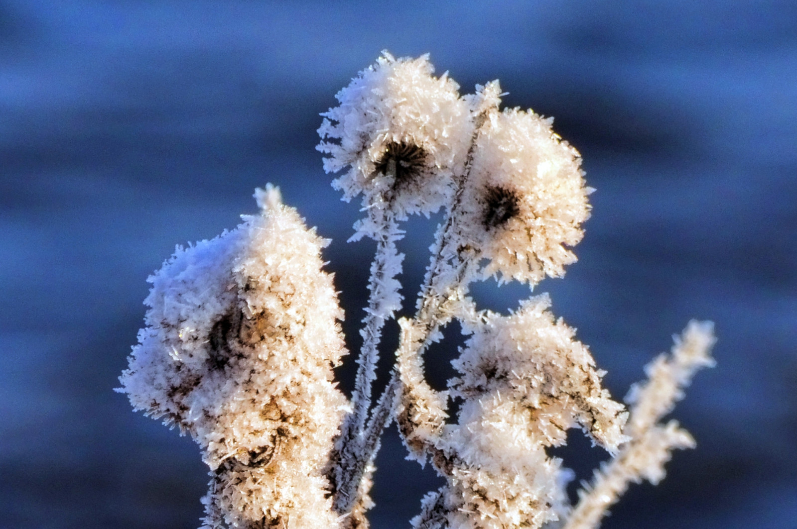 Wallpaper : blue, winter, white, snow, plant, detail, macro, ice, river