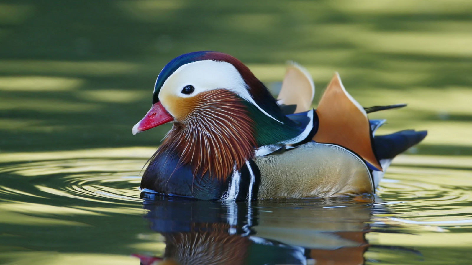 voda, Volně žijících živočichů, kachna, zobák, divoká kachna, mandarin duck, pták, křídlo, fauna, vodní ptáci, obratlovců, vodní pták, kachen, hus a labutě