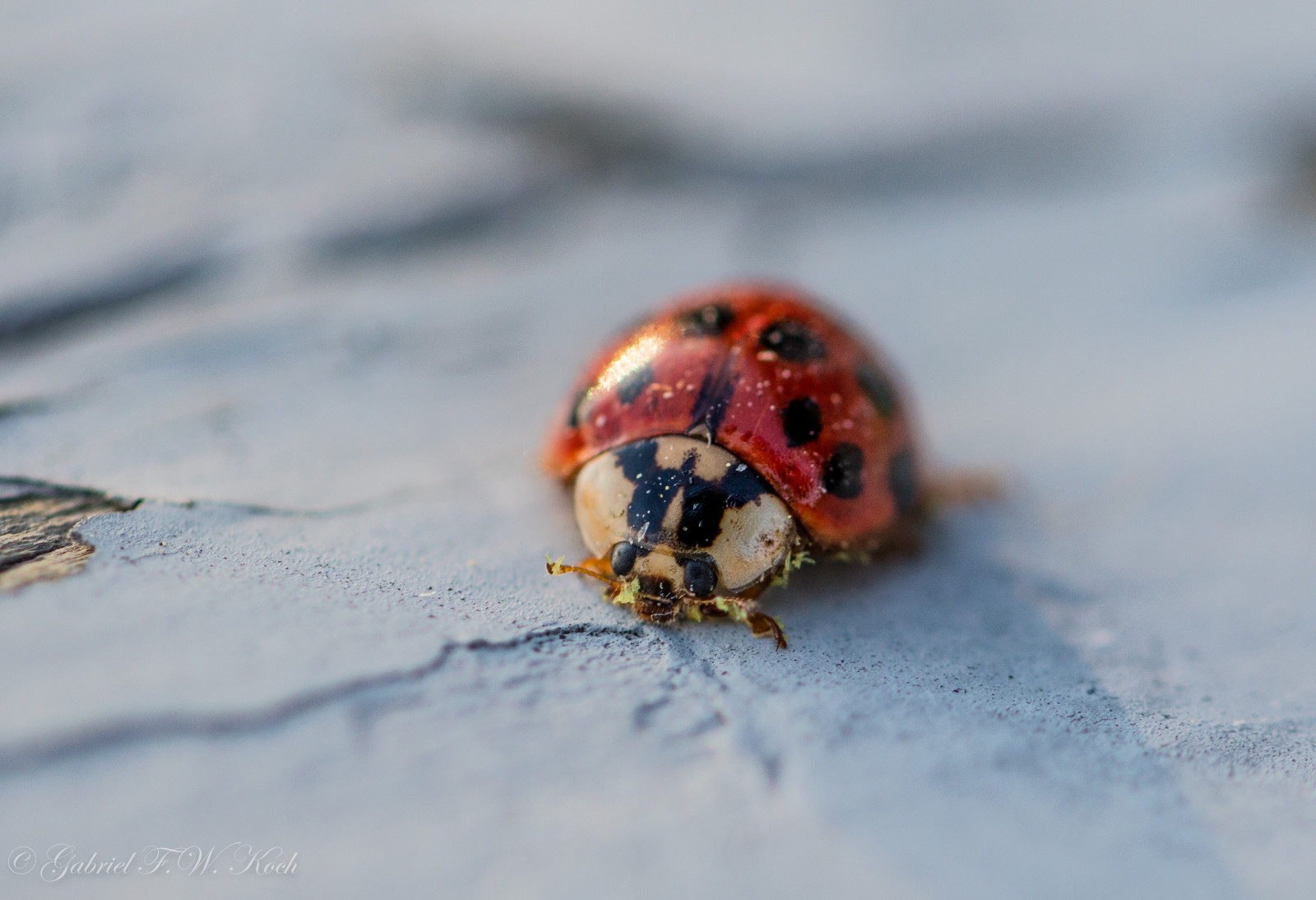 Hình nền : Côn trùng, Lỗi, Bọ rùa, dễ thương, Bokeh, Gần, 100mm, hoang ...