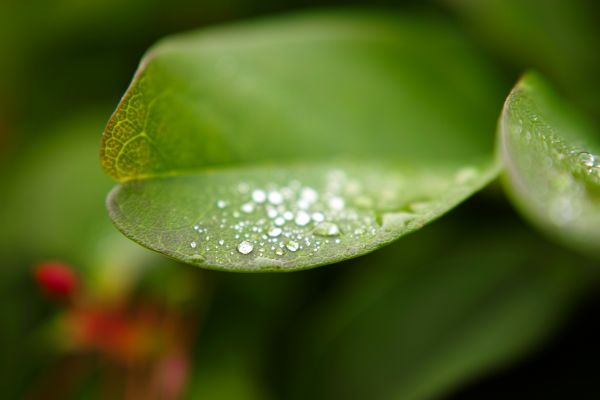 water,droplets,leaf,drops,macro,leaves