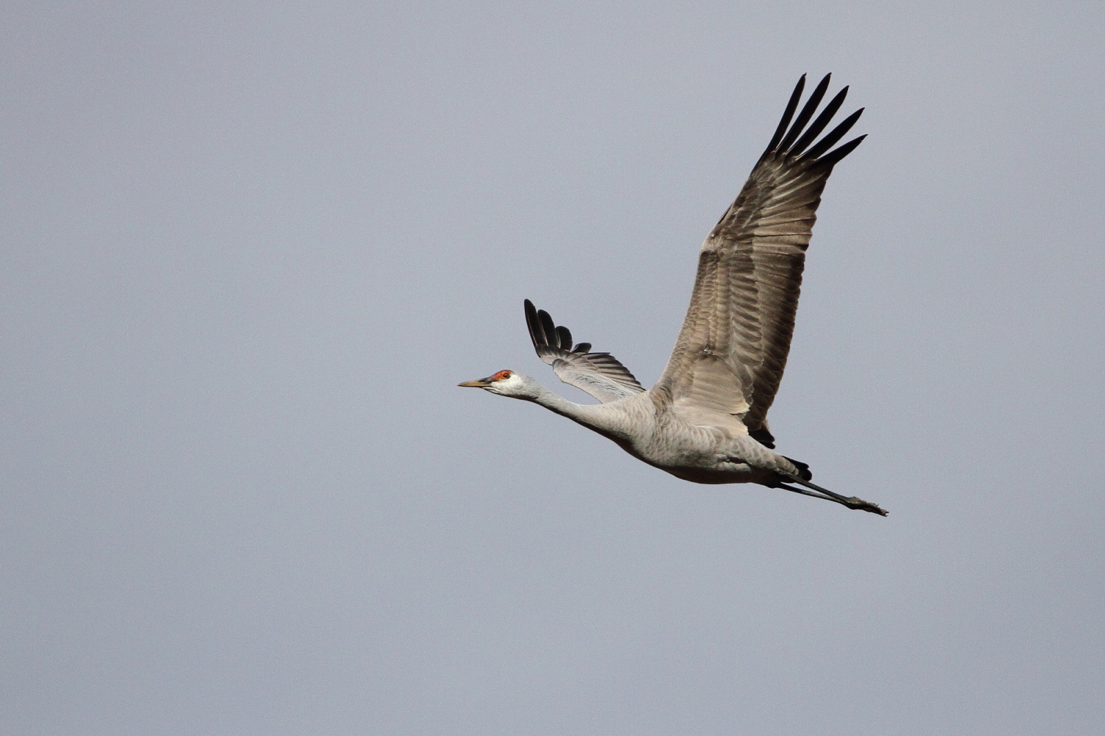 pták, sandhillcranes, washingtonstate, franklincounty, tamronsp150600mmf563divcusd, Kánon, M