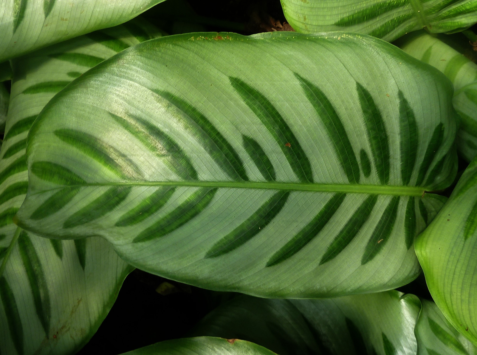 list, rostlina, vegetace, flóra, terrestrial plant, arrowroot rodina, zblízka, závod stonek, cévnatých rostlin, tráva, Evergreen