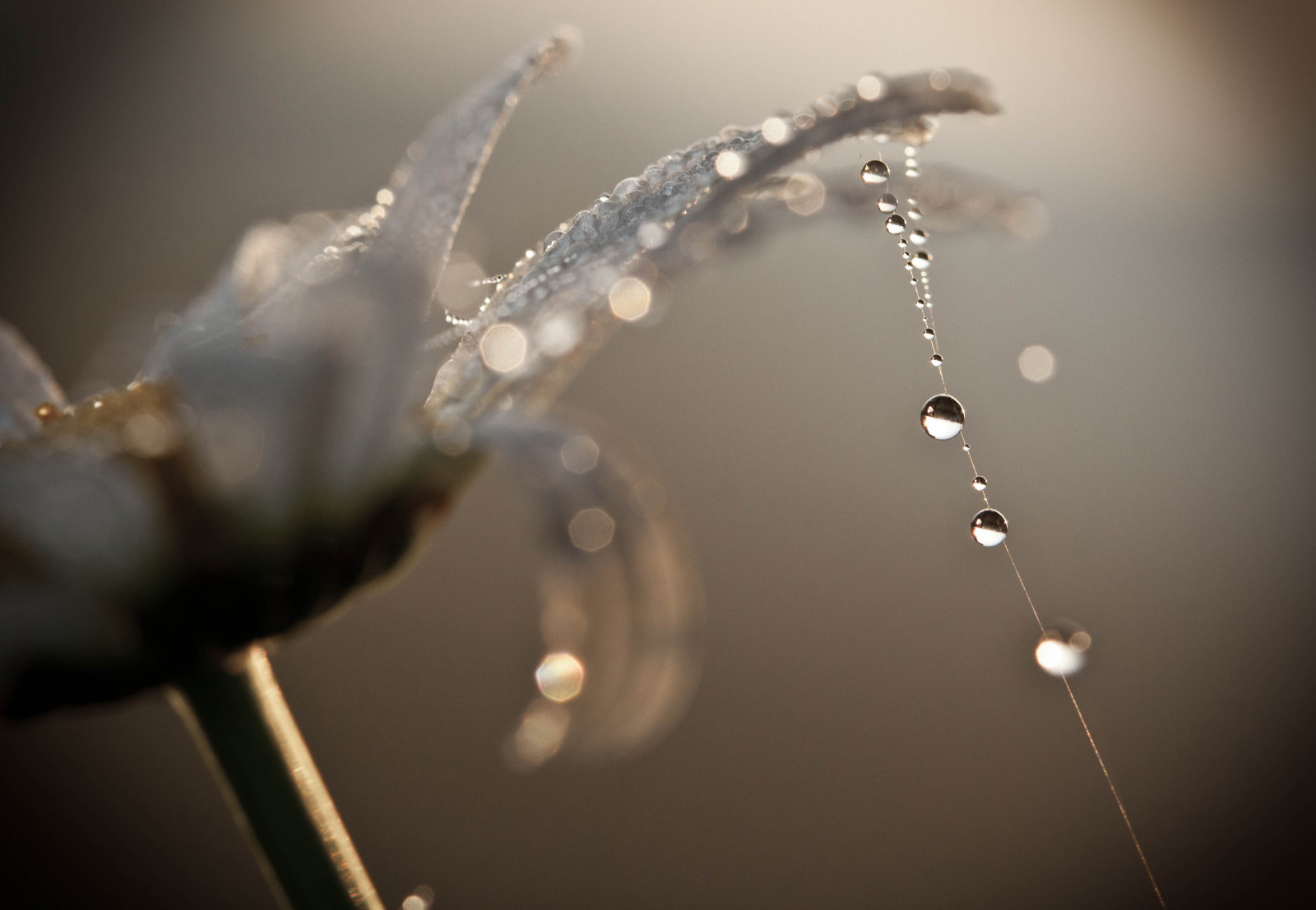 voda, zima, fotografování, makro, větev, ráno, Kánon, mokrý, rosa, zmrazení, list, květ, pokles, eos, fiore, acqua, inverno, 450D, rugiada, Gocce, Mattina, větvička, zblízka, makro fotografie, vlhkost, Bagnato