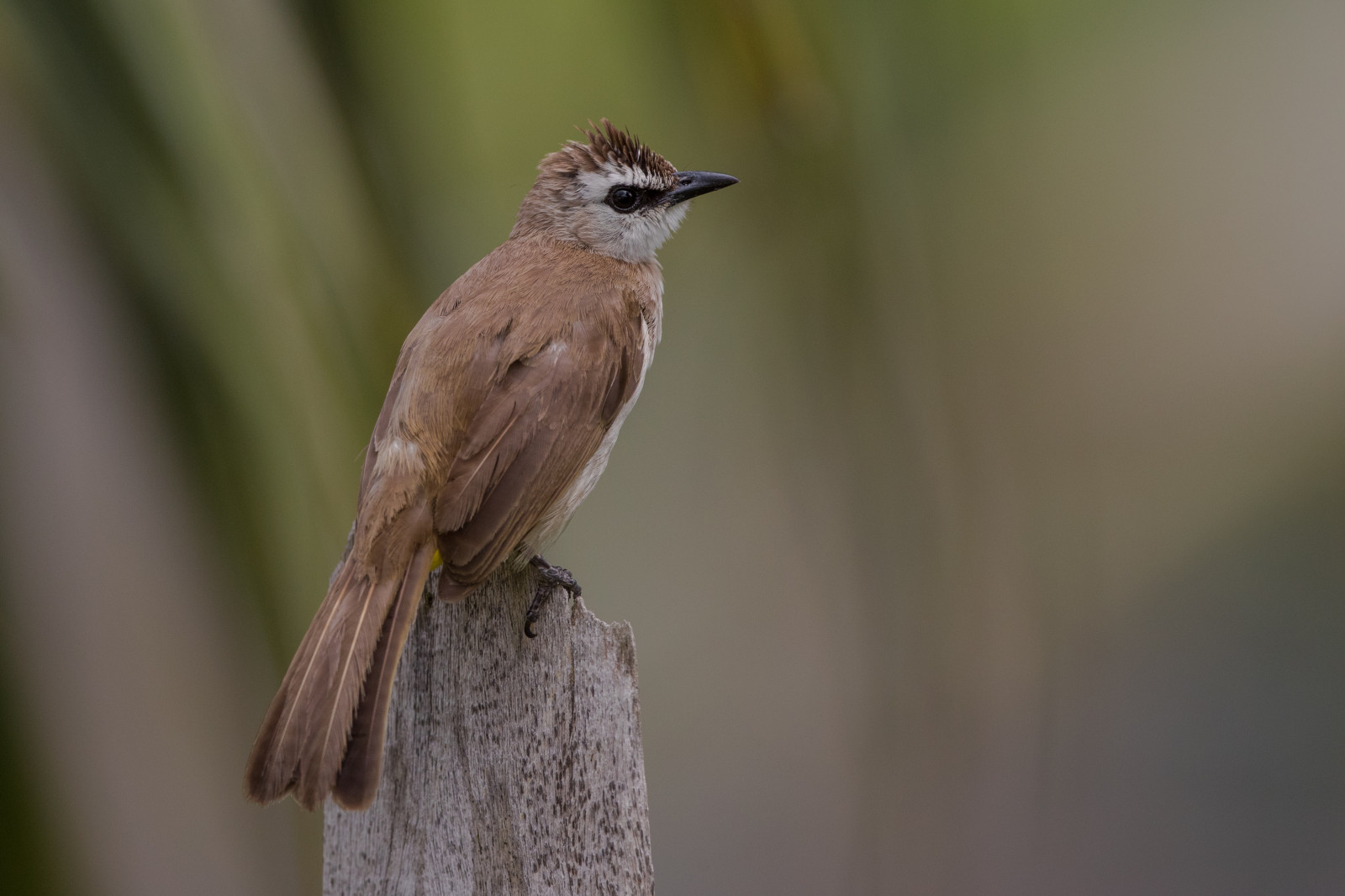 Asie, asijský, Volně žijících živočichů, Malajsie, zobák, Vrabec, pták, pěnkava, křídlo, fauna, Terengganu, prohlížení pták, obratlovců, Lejskovití, slavík, Emberizidae, střízlík, canoneos1dxmarkii, ef500mmf4lisiiusm, maleisi, Malasia, yellowventedbulbul, pycnonotusgoiavierpersonatus, burungmerbahkapur, kualaterengganu, malajské, vrabec, strnad zahradní