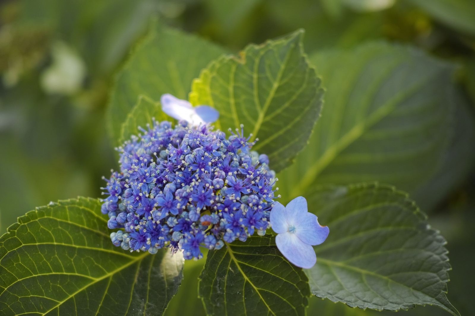 Příroda, květ, Quattro, Tokio, hortenzie, list, květ, rostlina, flóra, Ueno, sigma, dp, DP2, dp2quattro, dp2q, botanika, suchozemská rostlina, kvetoucí rostlina, hortenziovité, keř, makro fotografie, Dřínotvaré, hortenzie serrata, kalina