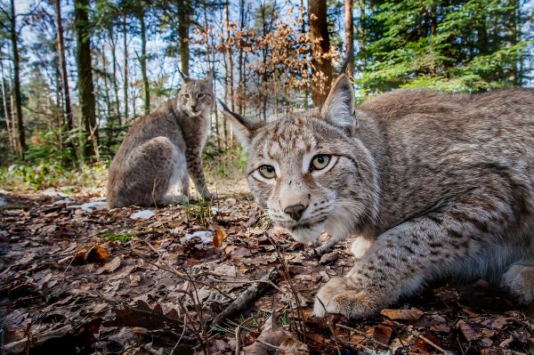 animals,cats,eyes,2048x1365 px,autumn,face