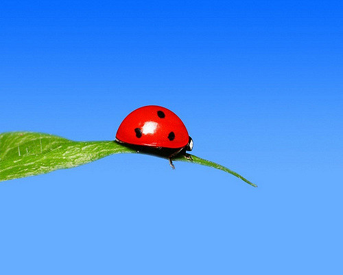 lidé, tráva, nebe, hmyz, textura, život, muzeum, Studio, štěnice, Vítězství, Brouk, Pojem, 2007, cestovat, list, flickr, krása, fotografie, slunéčko sedmitečné, dáma, zábava, užívat si, 365, výlet, fotky, pic, Béžová, abigfave, theperfectphotographer, ubej, beautifulmonsters, D300, colorphotoaward, 5photosaday, makro fotografie, bezobratlý, fantasticinsect, Famly, Famiy, Flickr365