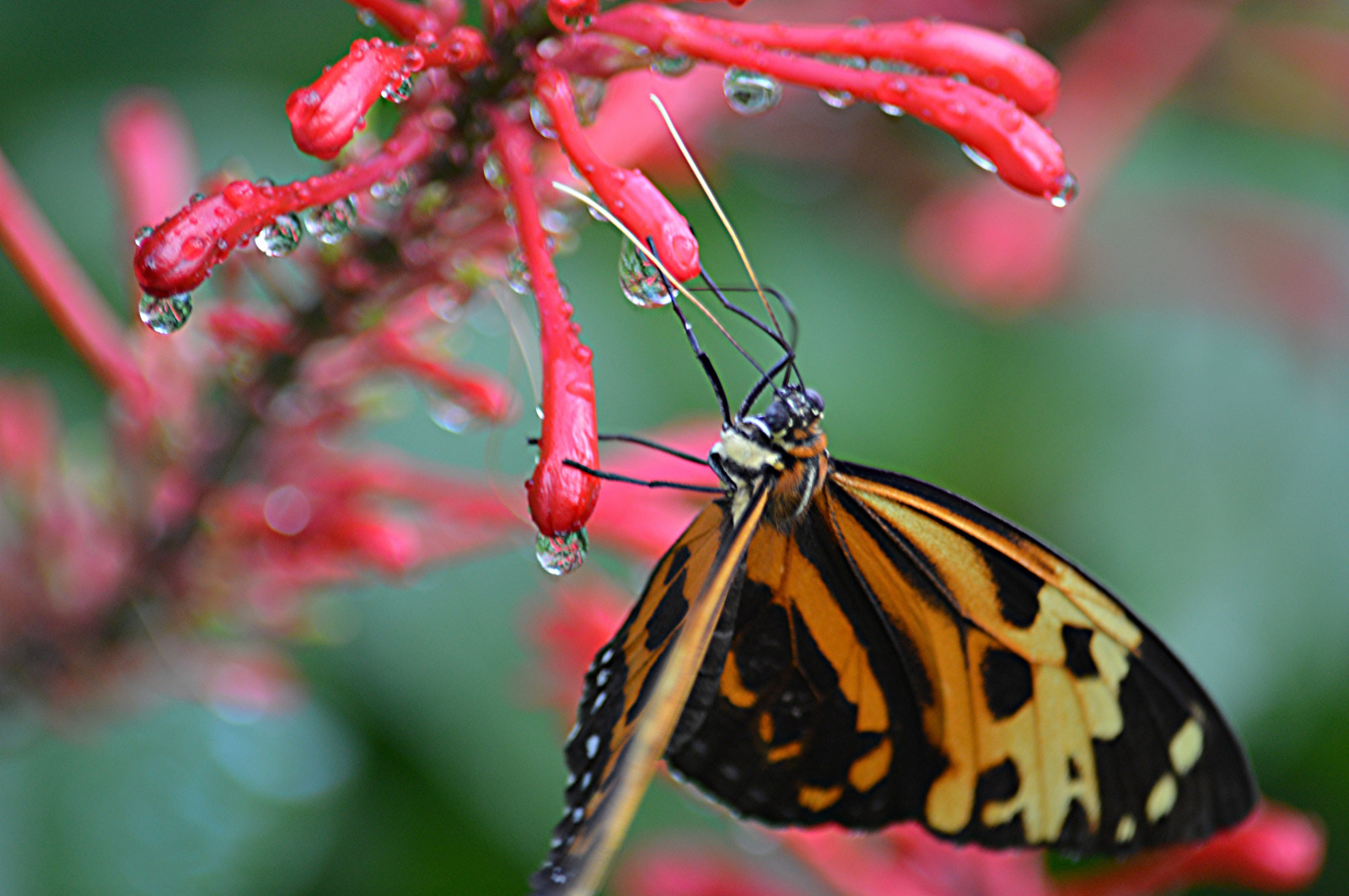 tigre, farfalla, insetto, bagnato, falena, NGC, sunrays5, Supershot, fotografia macro, staminali vegetali, invertebrato, artropodo, organismo, nettare, impollinatore, falene e farfalle, farfalla monarca, Pieridi, fairchildtropicalbotanicgarden, wingsofthetropics, spazzolare farfalla dai piedi, fairchildgarden, tropicalbutterflies, Tithorea, Tithoreaharmonia, Firespike