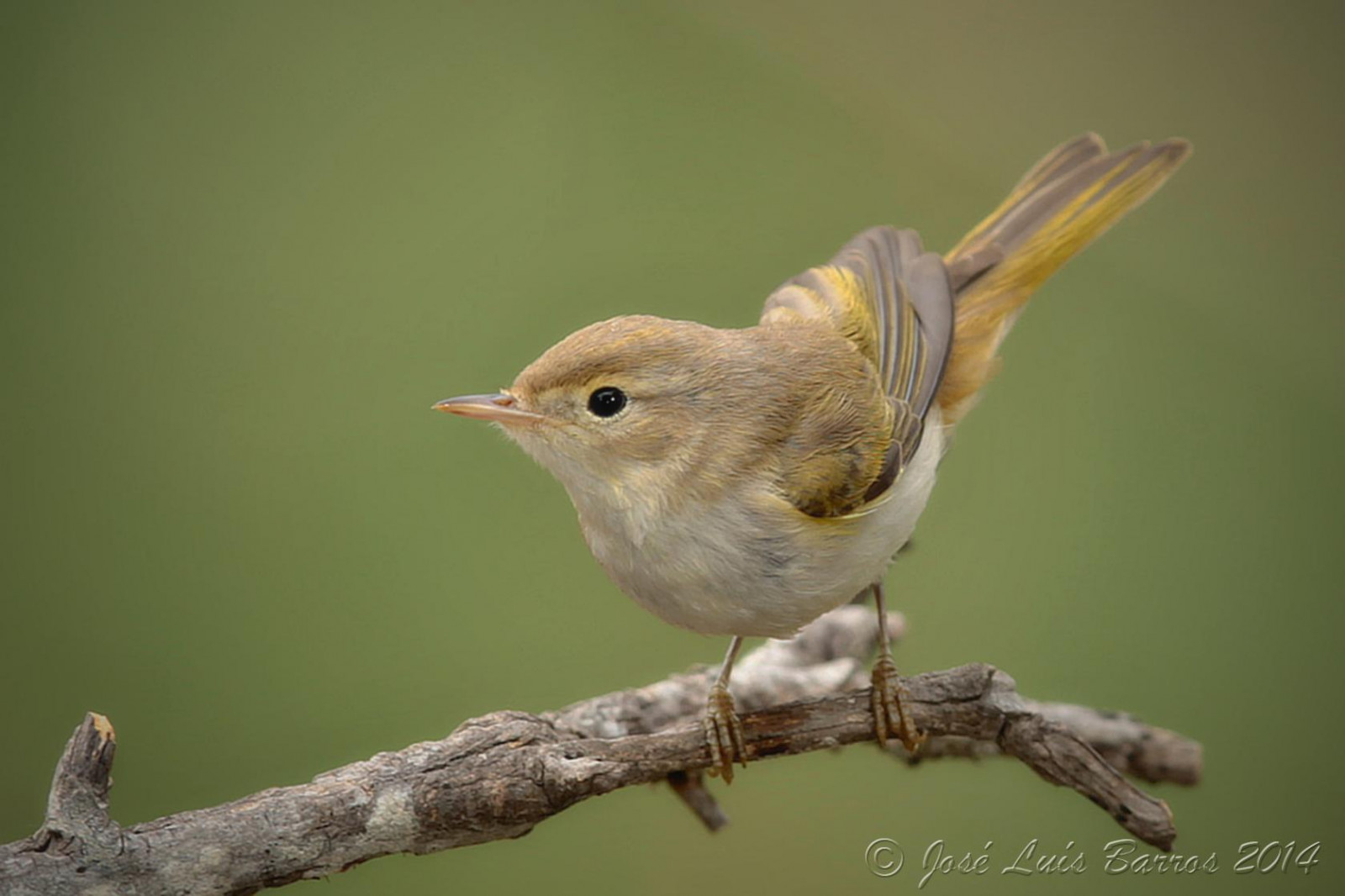 ptactvo, zvěř, Příroda, křídla, peří, větev, Volně žijících živočichů, zobák, Portugalsko, Vrabec, fullframe, pták, pěnkava, pozorování ptáků, natureza, fauna, ptáček, Aves, ptáčník, vidaselvagem, influenza, prohlížení pták, obratlovců, Lejskovití, Brambling, slavík, Emberizidae, střízlík, biodiverzita, ornitologie, ornitologie, avifauna, animais, birdphotographer, canoneos1dx, avesemliberdade, birdsinfreedom, canonef400mmf28lisiiusm, josbar, jos lu sbarros, birdphotographing, nocaptivitybirds, freebirds, faunaportuguesa, faunaib rica, iberianbirds, ornitologia, vidaanimal, Penas, portuguesebirds, birdsinportugal, avesemportugal, avesdeportugal, asas, observa odeaves, fotografiadeaves, fotografiadenatureza, naturephotographing, observadordeaves, FOT grafodeaves, fot grafodenatureza, naturephotographer, dodo, ornit filo, birdinginthewild, avianphotography, biodiversidade, idanhaanova, alcafozes, vrabec, strnad zahradní, phylloscopusbonelli, bonelliswarbler, felosadepapobranco
