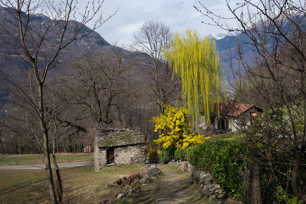krajina, zahrada, Třešňový květ, Švýcarsko, květ, Evropa, Alpy, jaro, turistika, Leica, 2017, strom, podzim, květ, rostlina, sezóna, flóra, louka, leicam, typ240, type240, Schweiz, alpen, t.t., svizzera, dálkoměr, suisse, zálesí, ticino, venkov, botanika, keř, Wanderung, digitalrangefinder, messsucher, 35lux, 35mmf14asph, 35mmf14asphfle, summiluxm, Svizra, toniv, Randonnée, Tessin, escursione, m2403306, Bellinzona, artore, 170318
