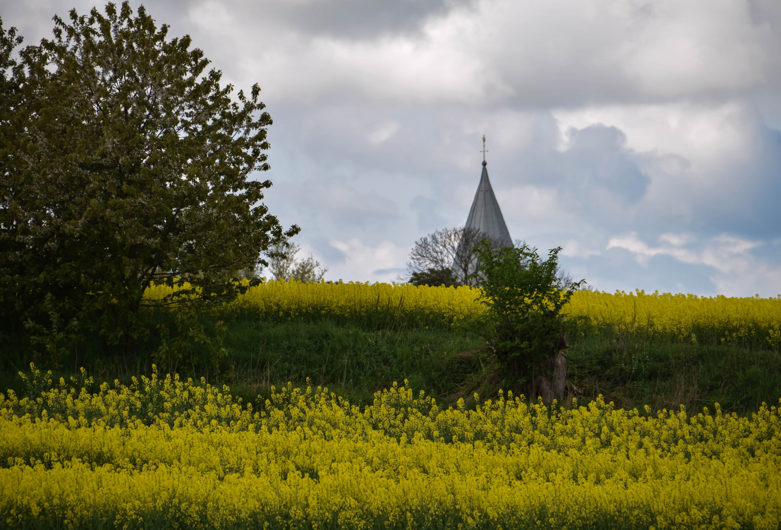 slunečnímu záření, krajina, Příroda, tráva, nebe, pole, žlutý, Švédsko, kostel, Sverige, řepkového, mrak, strom, podzim, květ, rostlina, venkovní, sk nel n, se, nebe, sk ne, venkov, moln, landsbygd, znásilnění, silnice, brassicanapus, spannm l, řepka, zemědělství, louka, divoká rostlina, prérie, venkov, vyrobit, suchozemská rostlina, kvetoucí rostlina, dřevina, tráva rodina, zeleninový, brassica, hořčice závod