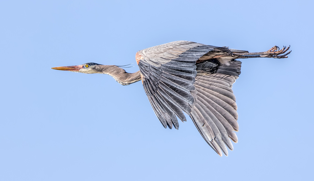 Wallpaper birds, nature, wildlife, herons, Michigan, beak, Falcon, Brighton, Flight