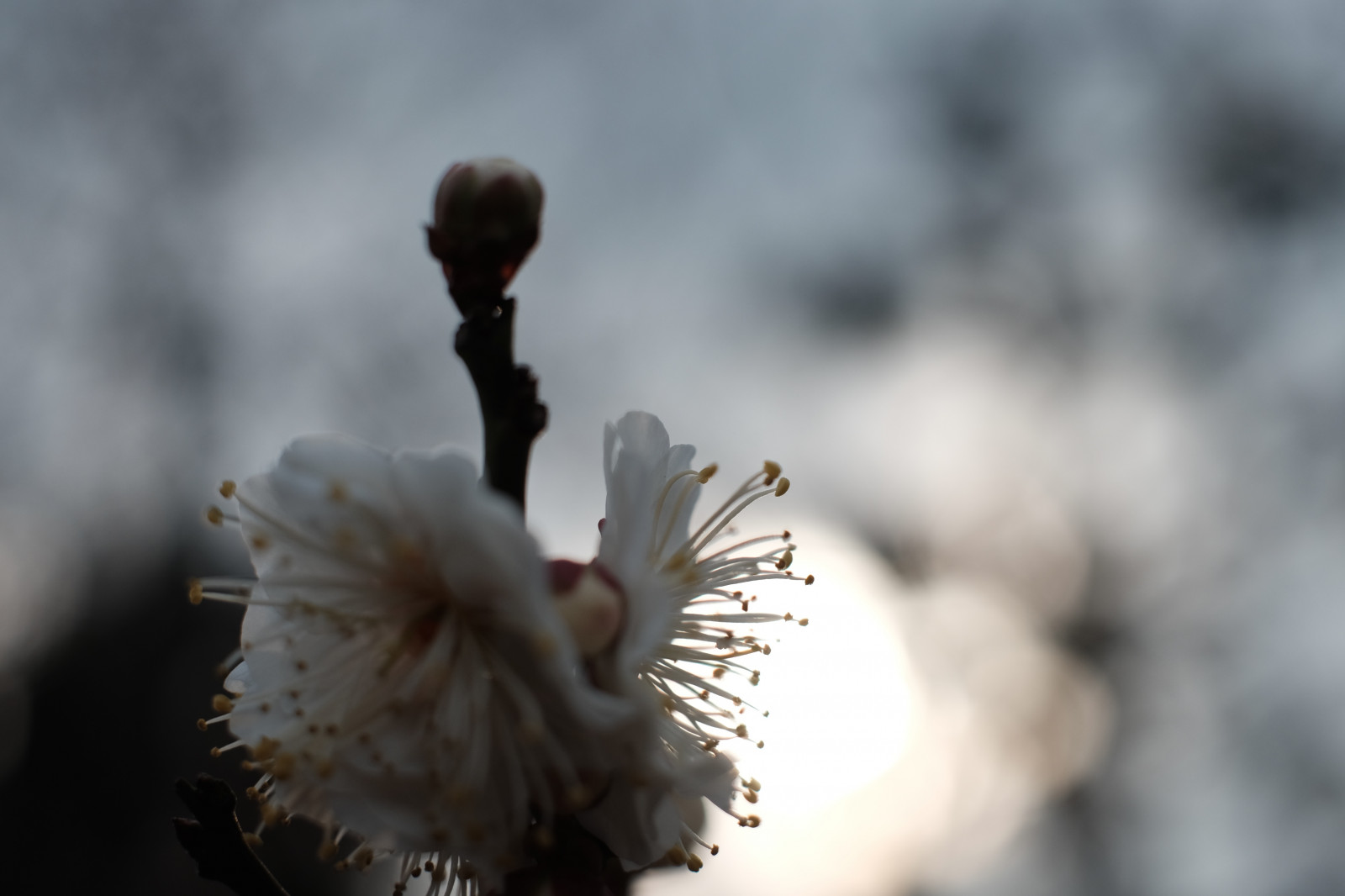 bianca, natura, la neve, inverno, fotografia, brina, fiorire, primavera, Tokyo, Fujifilm, albero, autunno, foglia, fiore, tempo metereologico, pianta, palma, stagione, flora, petalo, Fujinon, ikegamibaien, xf35mmf14r, classicchrome, X, xf35mm, xt1, mcex, mcex11, impianto di terra, pianta fiorita, avvicinamento, fotografia macro
