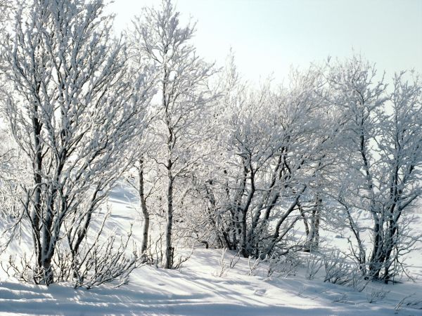 drzewa,niebo,śnieg,zimowy,gałąź,lód