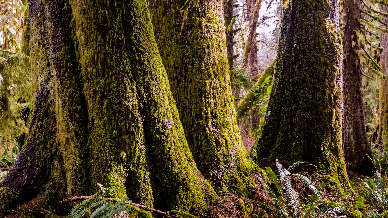 stromy, rostliny, Příroda, zelená