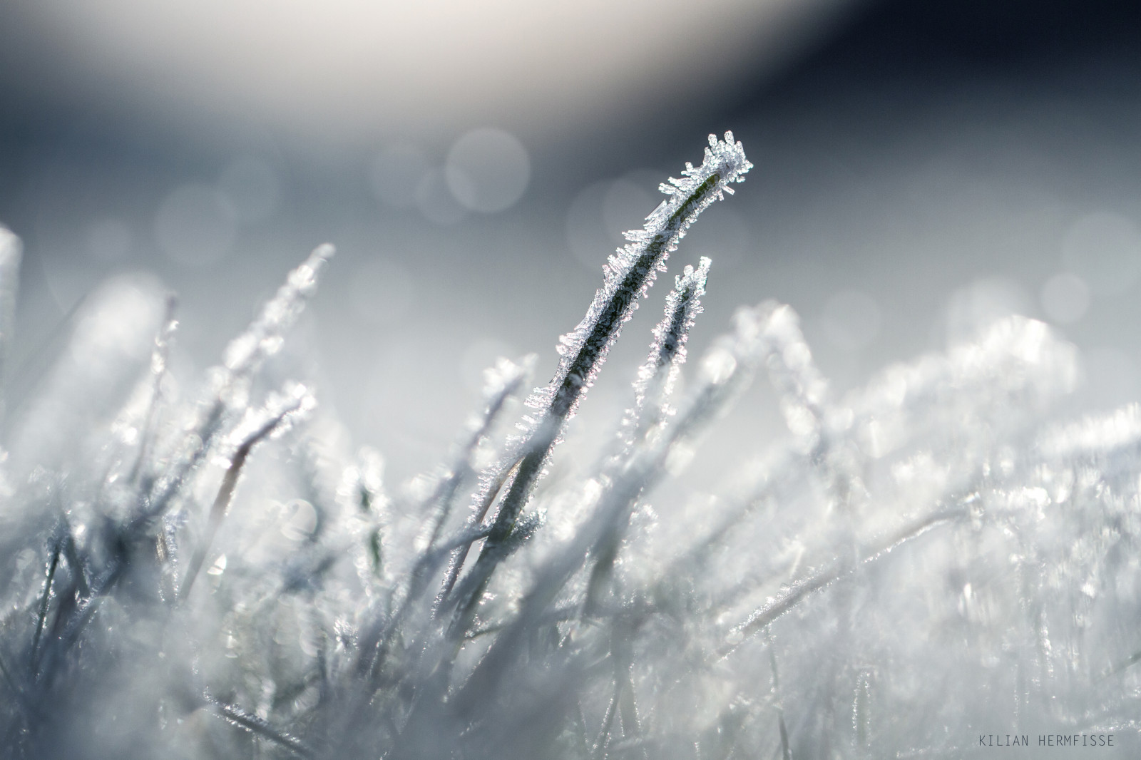 svět, ráno, Studený, detail, makro, Příroda, voda, Krásná, tráva, počasí, mlhavý, Kánon, fotografování, eos, jaro, mráz, zavřít, bokeh, ostrý, prozkoumat, hod, 7d, Kilian, ojíněný, hermfisse