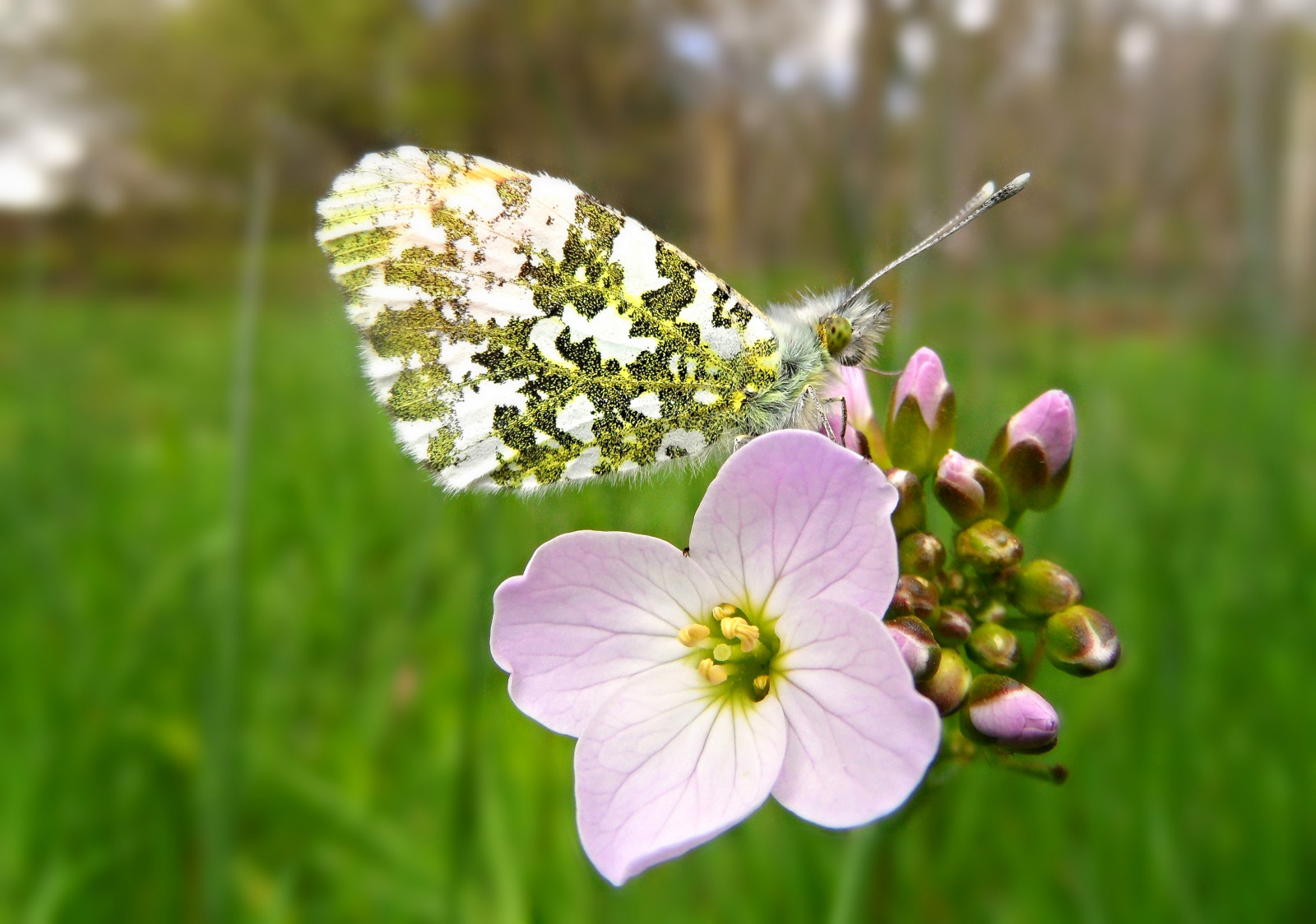 stromy, listy, zvěř, oči, květiny, Příroda, tráva, křídla, makro, zelená, Dorset, Anglie, Volně žijících živočichů, oranžový, Zvedák, růžový, jaro, Spojené království, žíly, výstřel, strom, zvíře, list, květ, divoký, přírodní, oko, flóra, pupen, tip, okvětní lístek, křídlo, nejlepší, půvabný, pupeny, Británie, divoká rostlina, makrofotografie, makro fotografie, halena, opylovači, živý plot, žíla, ladys, ladyssmock, bylina, Ortip, Jackbythehedge