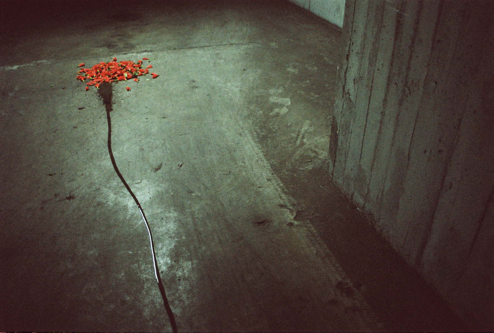 květiny, Červené, film, voda, známky, odkapávat, MM, 35, něco, Šťastný, misskaplan