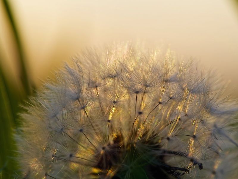 detail, macro, nature, grass, Olympus, dandelion detail, macro, nature, grass, Olympus, dandelion