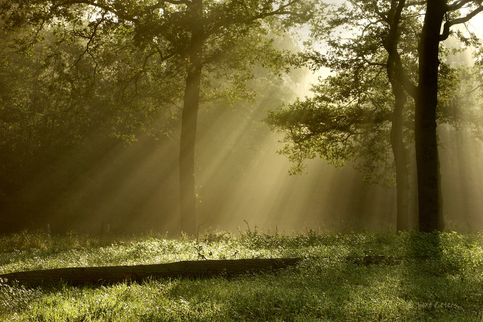 slunečnímu záření, krajina, les, voda, Příroda, tráva, nebe, větev, ráno, mlha, Nizozemí, sluneční paprsky, Holandsko, světlo, strom, list, mygearandme, louka, sluneční paprsky, mygearandmepremium, mygearandmebronze, mygearandmesilver, mygearandmegold, artistoftheyearlevel3, nederland, platinumheartaward, mygearandmeplatinum, mygearandmediamond, artistoftheyearlevel4, artistoftheyearlevel5, artistoftheyearlevel7, artistoftheyearlevel6, licht, Winterswijk, Gelderland, zálesí, háj, ekosystém, biome, prales, opadavý, naturepoetry, zonnestralen, Achterhoek, Woold, treesdiestandingup, konicaminoltadimagea2, aroundhouse, rondhuis, 5806