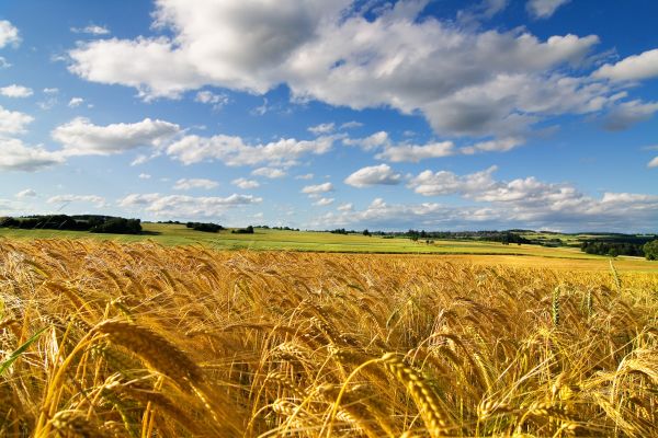 field,ears,wheat,sky,summer,cereals