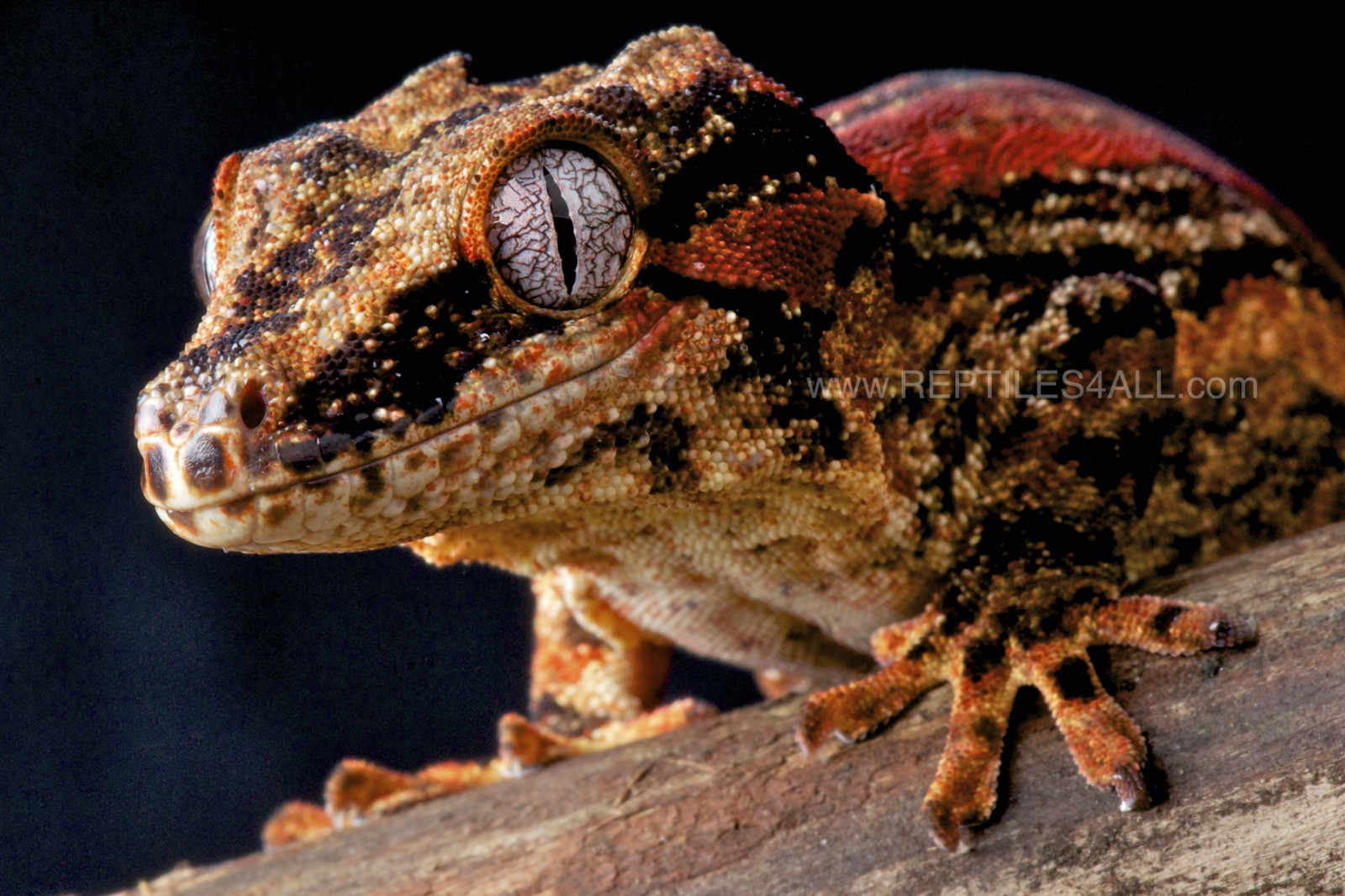 plaz, ještěrka, zmenšen plazů, ještěrka, terrestrial animal, fauna, organismus, Agamidae, zblízka, Igvaja, chameleón, makro fotografie, africký chameleon, čenich
