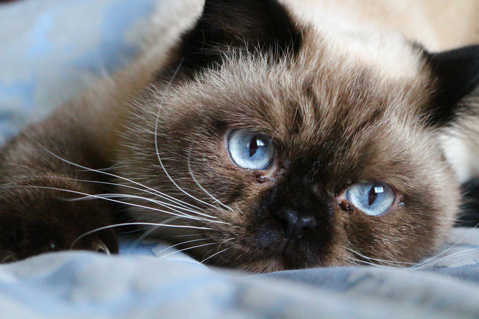 Fond D Ecran Chat Les Yeux Amour Canon Bebe Fourrure Chatons Moustaches Animaux Domestiques Thailandais Pattes Persan Mignonne œil Chaton Portraits Catmoments Flickrandroidapp Filter None Captures Organe Fermer Chat Comme Un