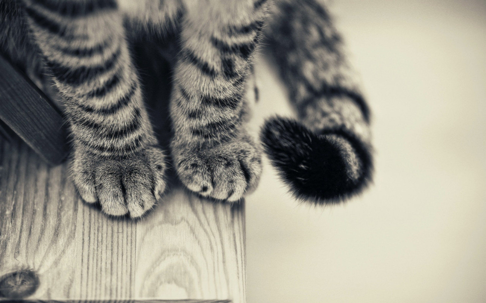 бял, черно, котка, монохромен, модел, козина, ръка, материал, дизайн, текстилен, 1920x1200 пиксела, Черно и бяло, монохромен фотография, наблизо