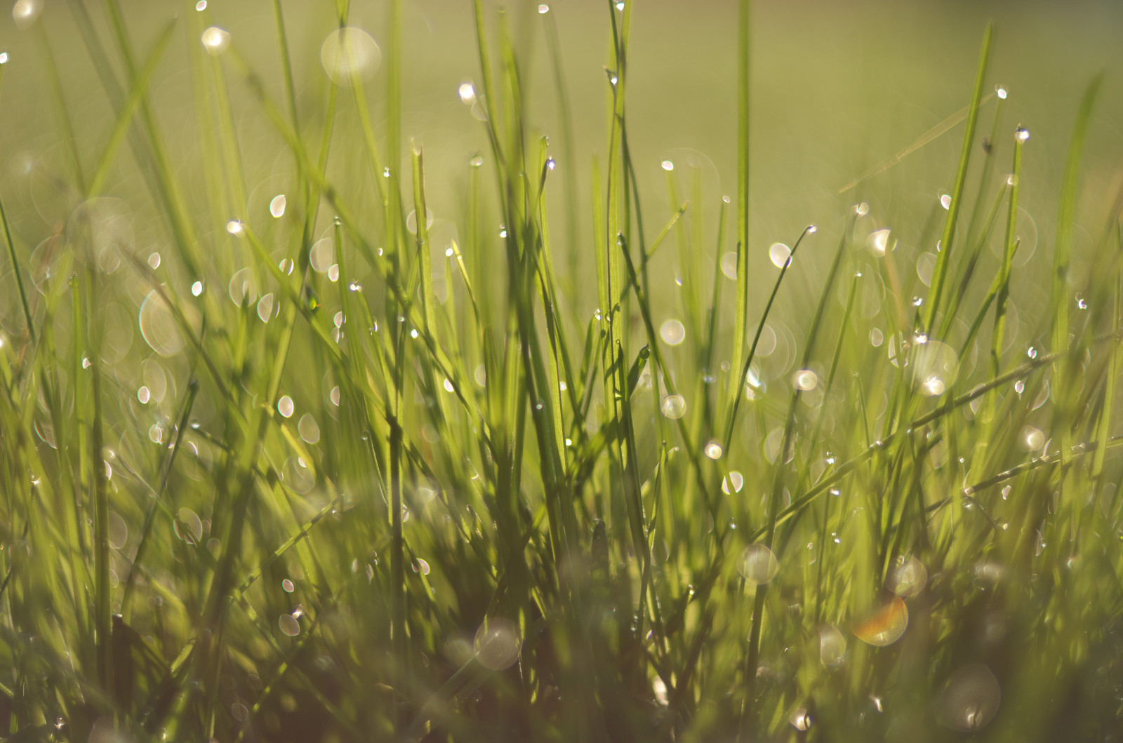 tráva, bokeh, rosa, Porstcolorreflex55mmf14