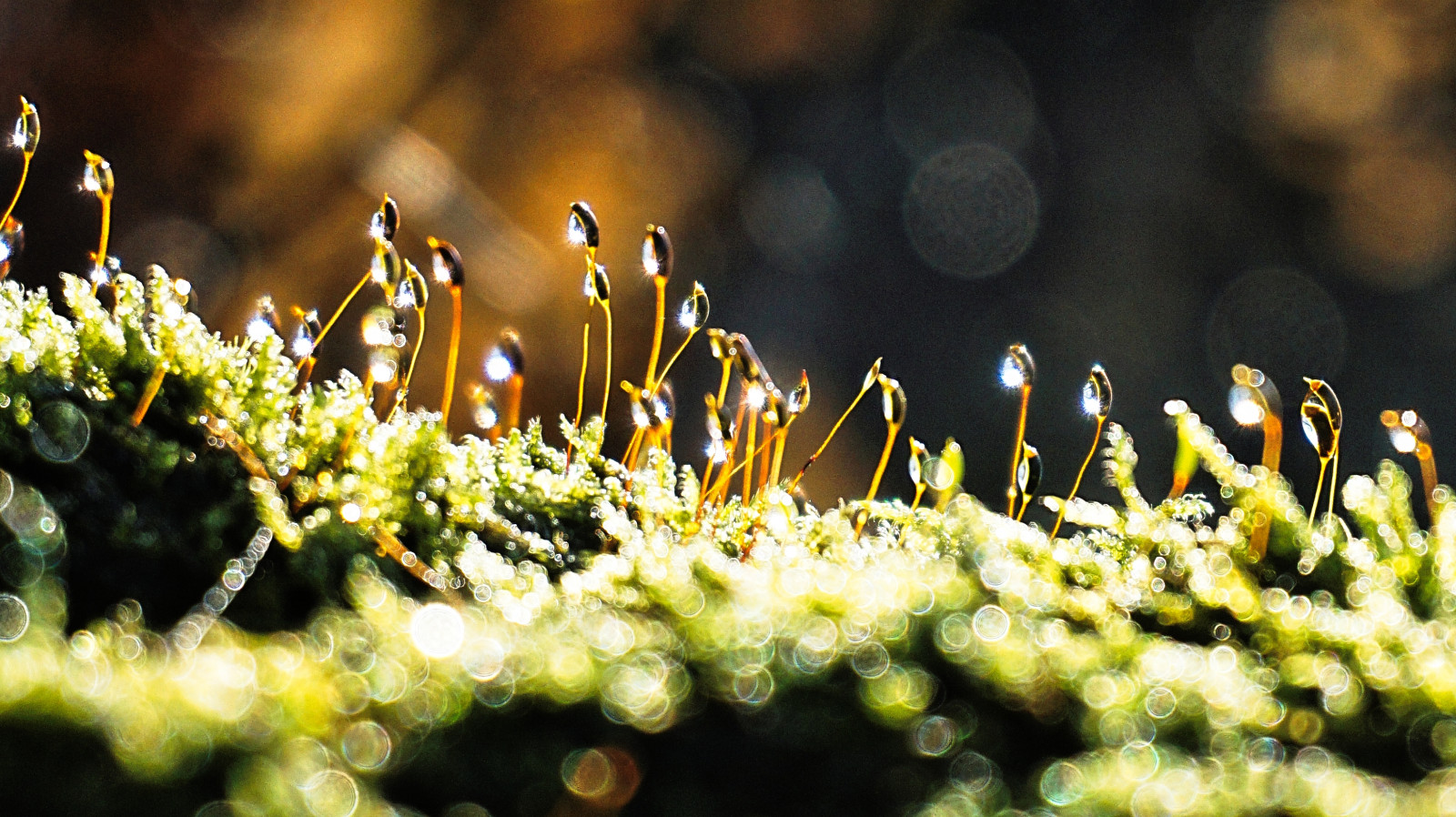 sollys, træer, landskab, Skov, vand, græs, regn, mos, solopgang, Sony, stående, bokeh, forår, Spore, farve, blomst, plante, flare, flora, dråber, barn, ovation, A6000, computer tapet, makrofotografering, fugtighed, ikke vaskulær jord plante, parchmankid, Parchman