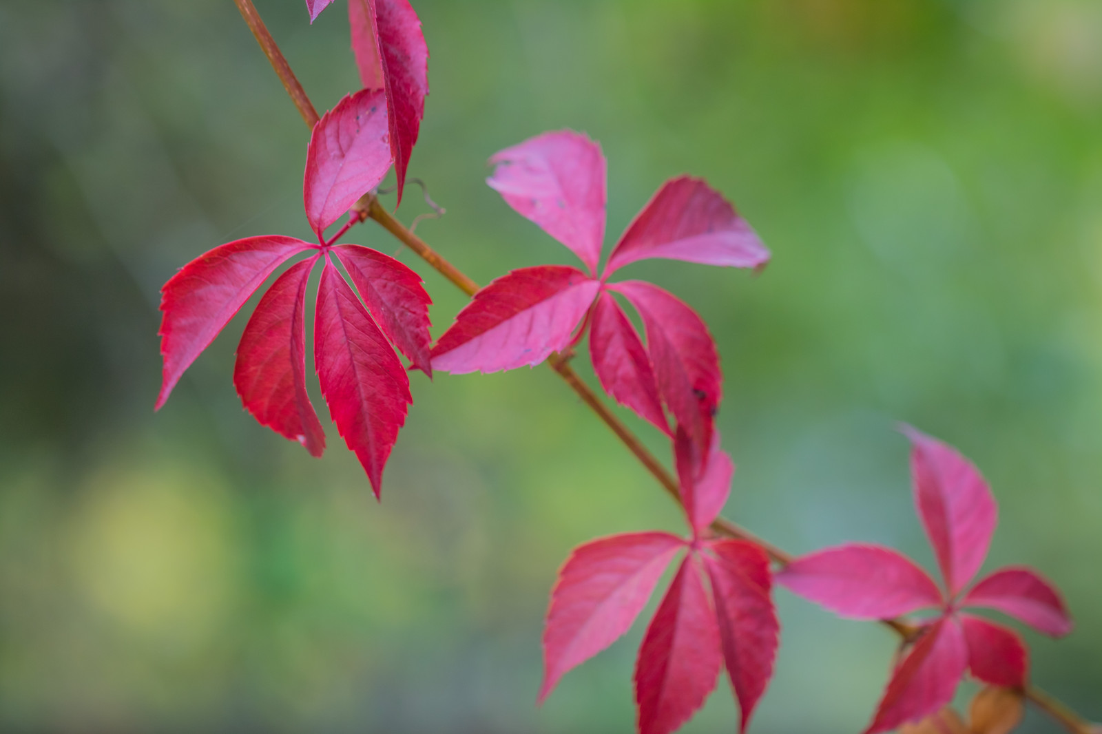 giardino, natura, rosso, parco, ramo, fiorire, rosa, autunno, foglia, fiore, pianta, flora, h st, modello canoneos760d exif, geocountry, Marca fotocamera Canon, Geocity, modello di fotocamera canoneos760d, exif ISOSPEED 250, geostate, geolocalizzazione, exif fare canon, exif focalLength 100 millimetri, ef100mmf28lmacroisusm lente exif, Alnarp, apertura exif 28, petalo, Fiore di campo, botanica, impianto di terra, pianta fiorita, avvicinamento, arbusto, fotografia macro, staminali vegetali