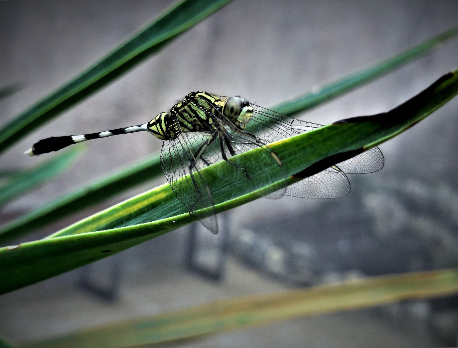 Asie, Jihovýchodní Asie, Malajsie, penang, ostrov, telukbahang, entopia, butterflyfarm, vážka, hmyz, zvíře, rostlina, listy, detailní