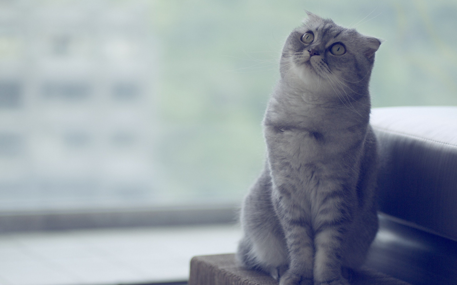 2560x1600 px, 動物, 猫