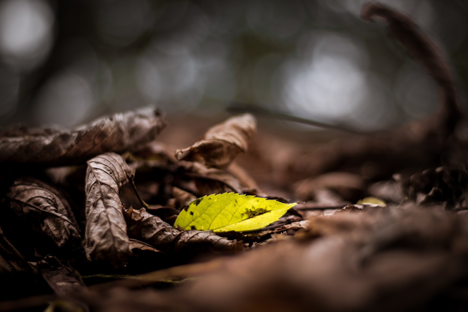 Příroda, fotografování, větev, zelená, Kánon, život, Maďarsko, listopad, rebel, 2014, UMĚNÍ, 50mm, pokuta, podzim, list, květ, ještě pořád, polibek, digitální, tma, X5, 600D, eos, magyarorsz g, T3i, půda, zblízka, makro fotografie, ef50mm, f18ii