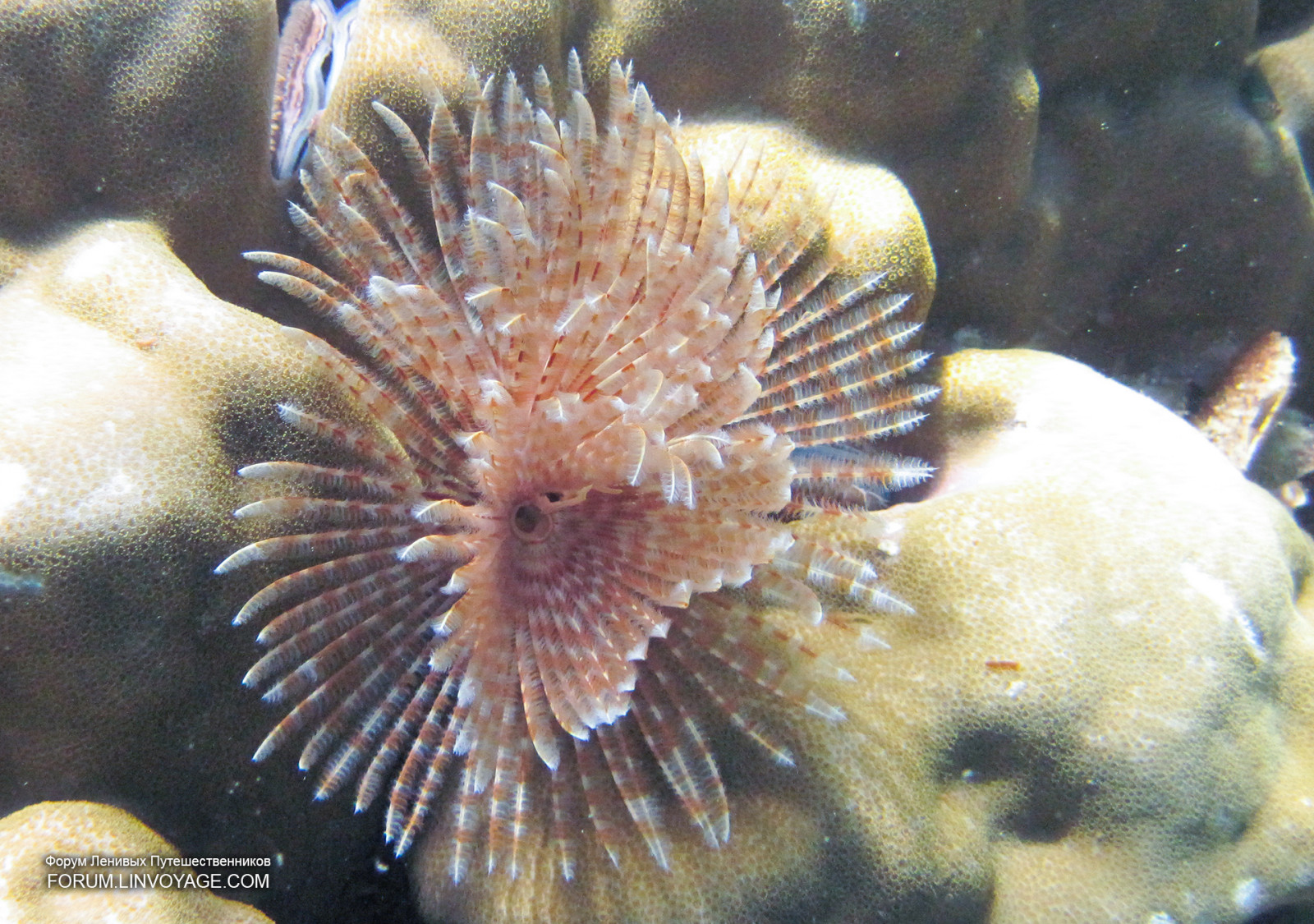 moře, voda, maska, Ryba, Volně žijících živočichů, Pod vodou, korál, ostrov, bikiny, Malajsie, korálový útes, jachta, Thajsko, akvárium, obří, ploutev, potápění, biologie, perutýn, Langkawi, venkovní, dívka, oceán, skořápka, řetěz, hvězda, humr, krab, phuket, andaman, phuketian, volné potápění, phuketphotographernet, forumlinvoyagecom, httpforumlinvoyagecom, fugu, průhledný, útes, Omar, ploutve, mooray, fauna, makro fotografie, bezobratlý, mořská biologie, mořští bezobratlí, Pomacentridae, mořská sasanka