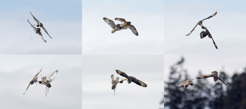 nebe, Volně žijících živočichů, sova, pták, mimo, fauna, nikond810, washingtonstate, migrace ptáků, Jeřáb jako pták, asioflammeus, shortearedowl, Gorylis, Gregorylis