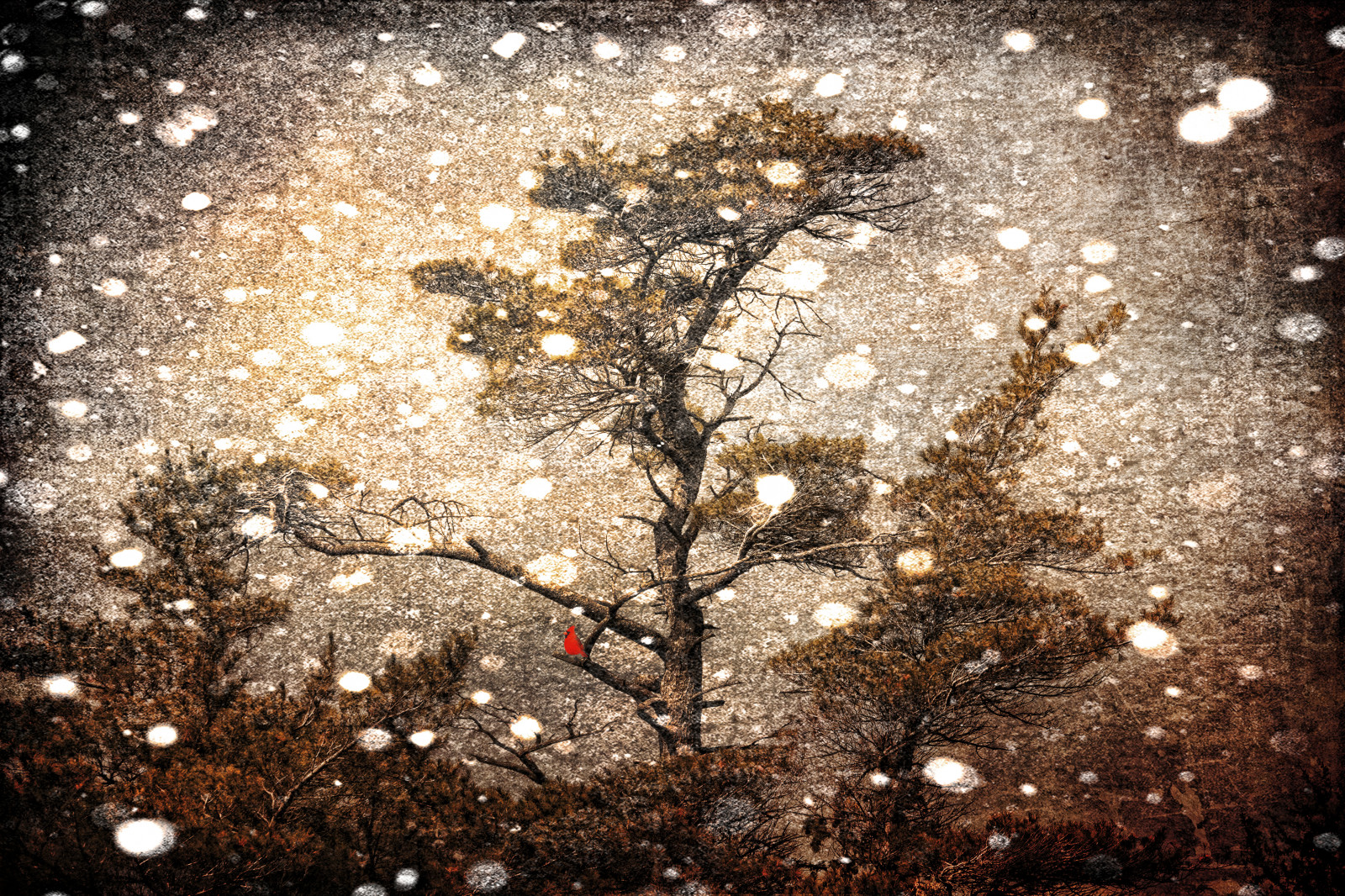 slunečnímu záření, stromy, Photoshop, noc, odraz, sníh, zima, větev, Kánon, textura, texturou, světlo, strom, květ, kardinál, tma, samota, textury, texturedlayers, photoshopcs5, texturedlayer, počítač tapeta, canoneosdigitalrebelxsi