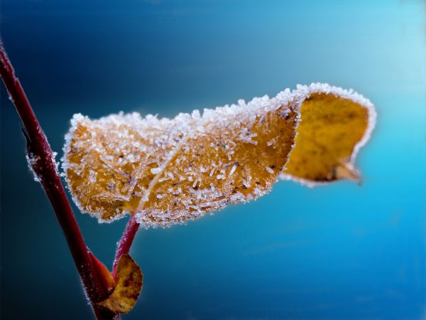 leaf,macro,frost,branch